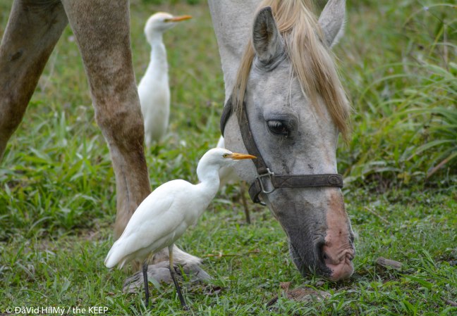 716 cattle egret